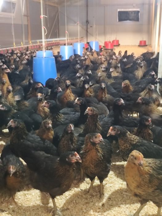 Puicuțe 10 săptămâni Moravia