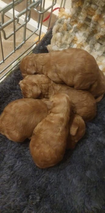 Кученца Пудел Той