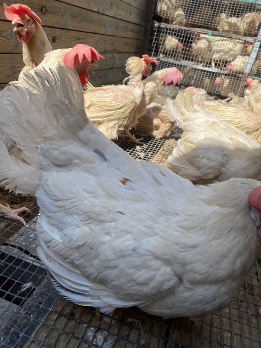 Куры несушки легорны