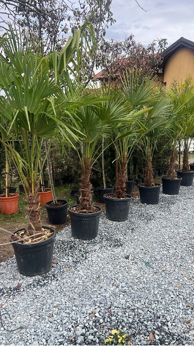 Palmieri trachycarpus fortunei rezistent la ger