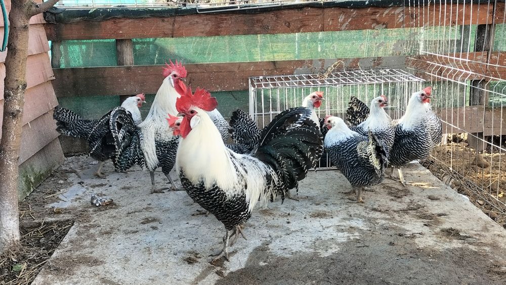 Ouă de vânzare rasa Vorverk