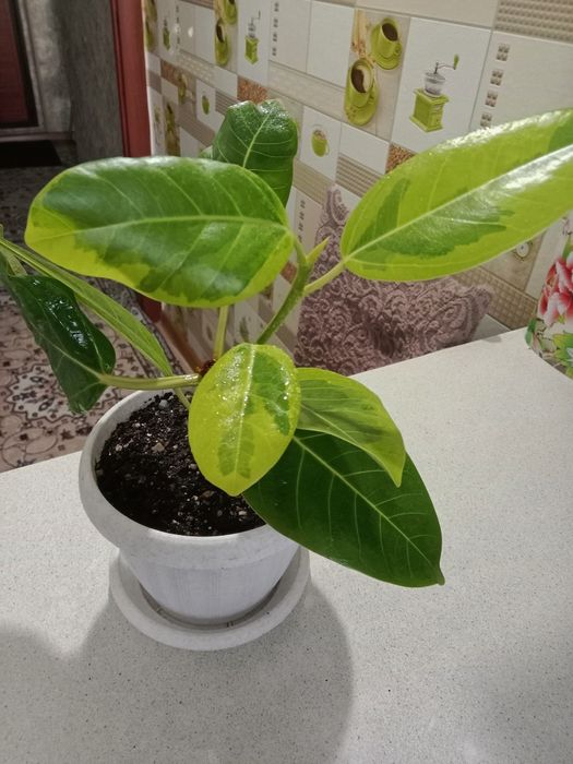 Фикус Бенгальский продам