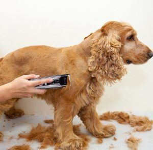 Masina de tuns caini si pisici