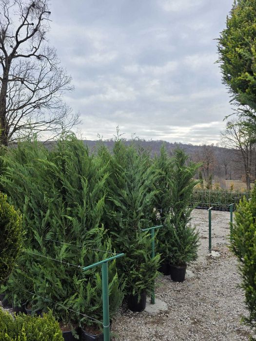 Leylandi Cupressocyparis Ornamentali pentru Gard Viu și Curți Elegante