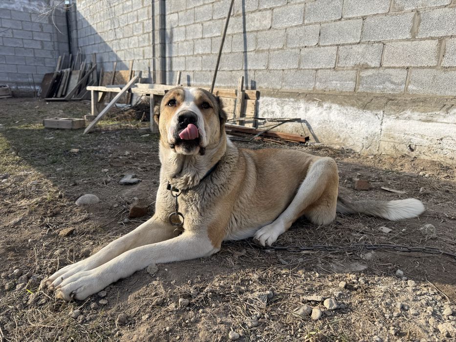 Алабай    1 годик