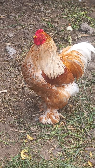 Петухи  Белый  Золото Брама