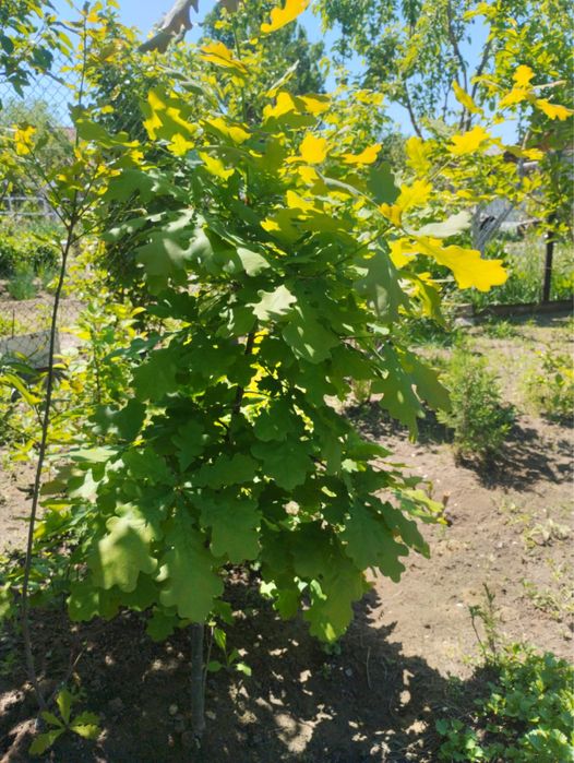 Продам кустики дуба