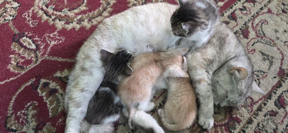 Отдам милых котят крысоловки