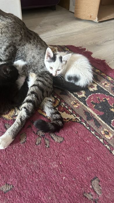 Котята отдам в добрые руки