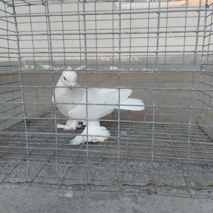 Буси самец лет игра