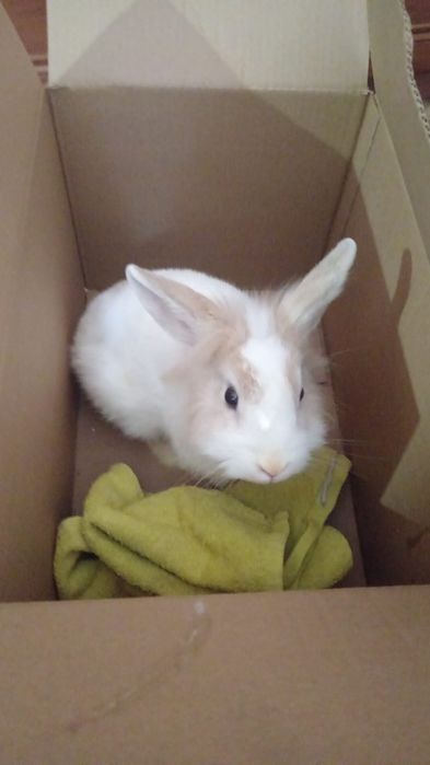 Декоративный кролик с клеткой