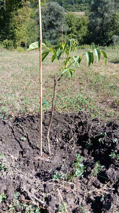 Продава се Къща в с. Марчино, Област Търговище - 50 кв.м за 300 €/кв.м - Снимка #7