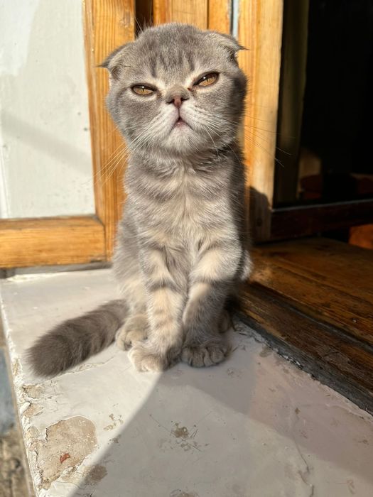 Кот шотландский молодой