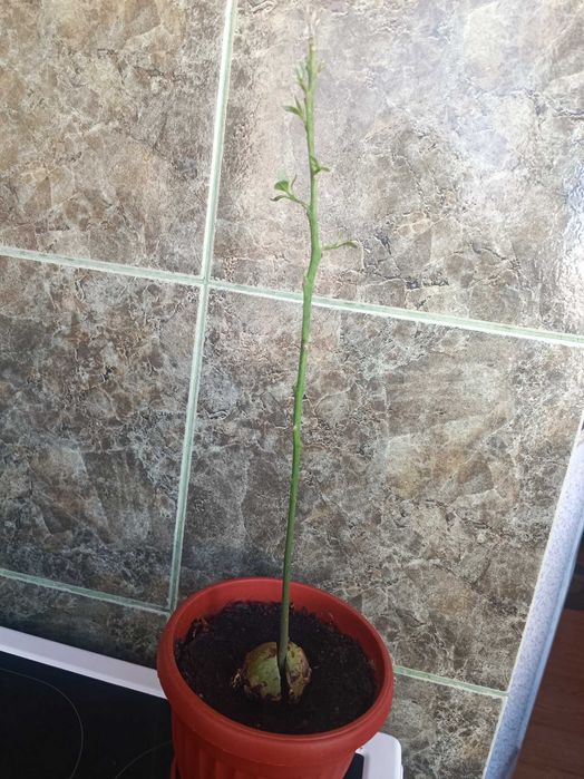 Стайна теменужка и авокадо