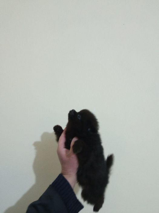 Мини померанчета на 55 дни с паспорт, обезпаразитени и първа ваксина