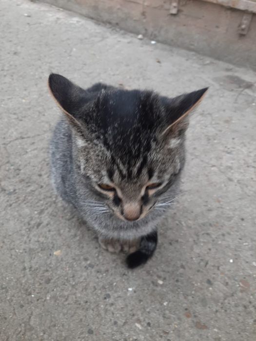 Ищем семью котику