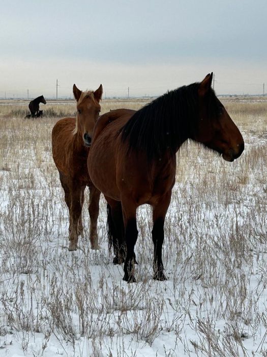 Продаю кобылу или обмен на жеребая