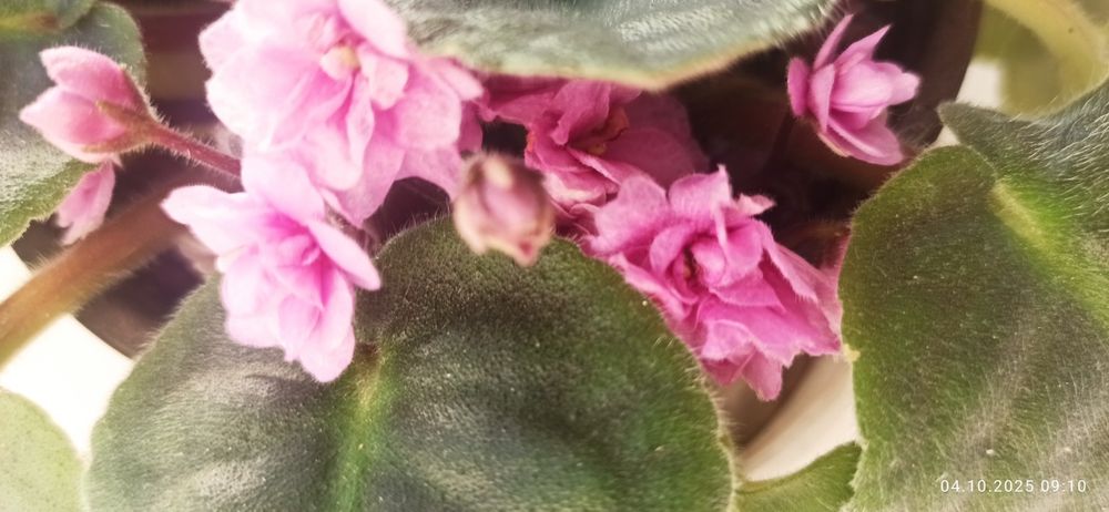 Продам комнатные фиалки