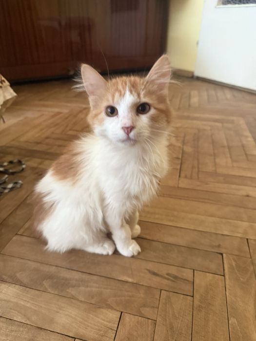 Мъжко дългокосместо коте търси своите хора