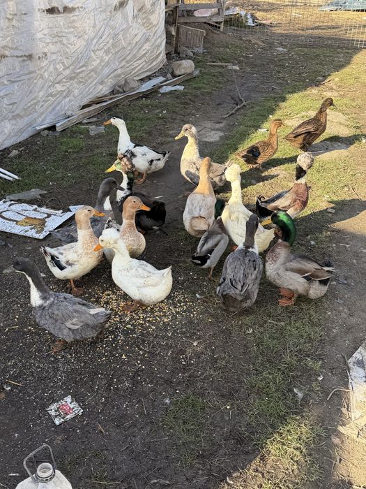 Vand rațe românești moțate si strecher