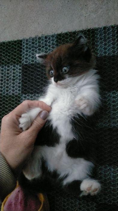 Отдам котенка девочку