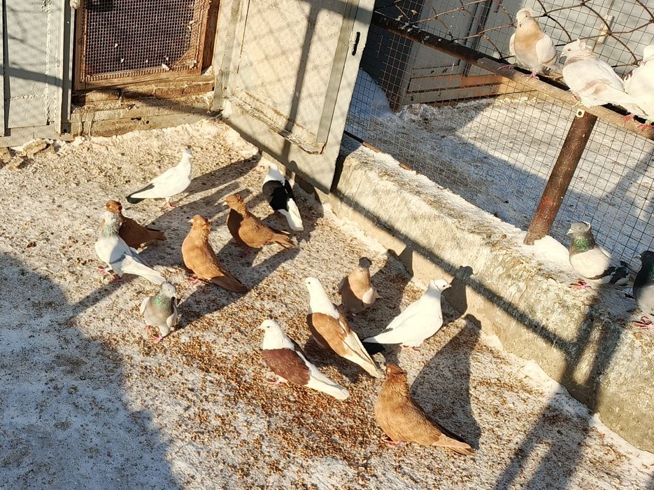 Бакинские голуби