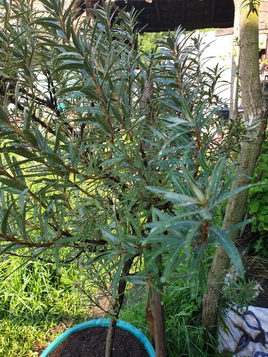 Pomi fructiferi în ghivece mari, artizanale, Ginko B.,Cătină, Gojii, V