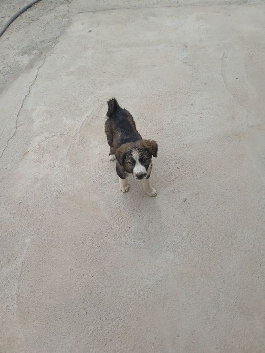 Kuchuk bolasi sotiladi irg'ochi