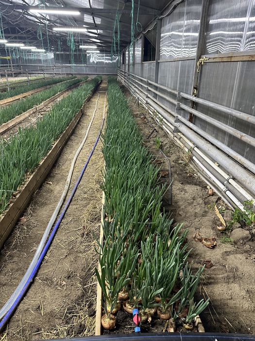 Зеленый лук Актобе