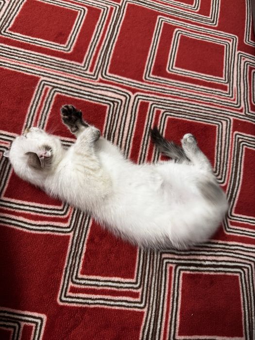 Отдам котенка (девочка, примерно 2-3 месяца)