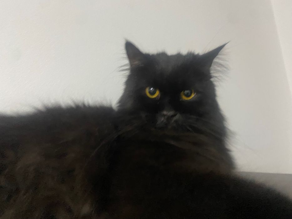 Кота в добрые руки