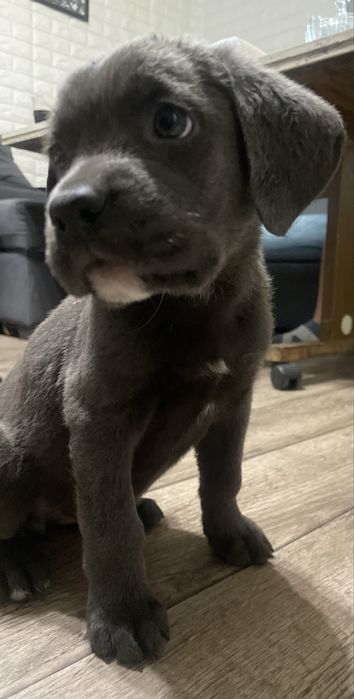 Щенки Кане-корсо