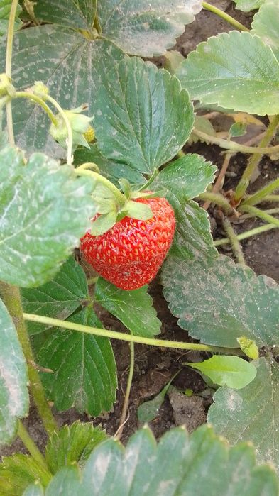 Рассада клубники