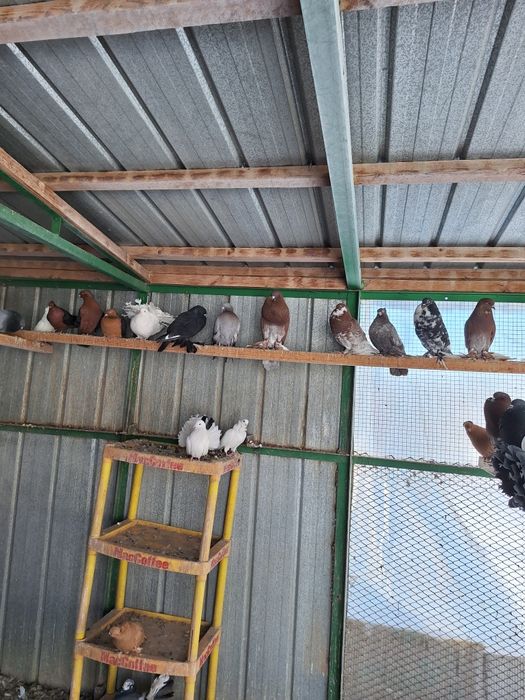 Продаём голубей и канарееек