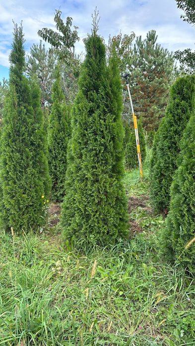 Туя смарагд в Алматы