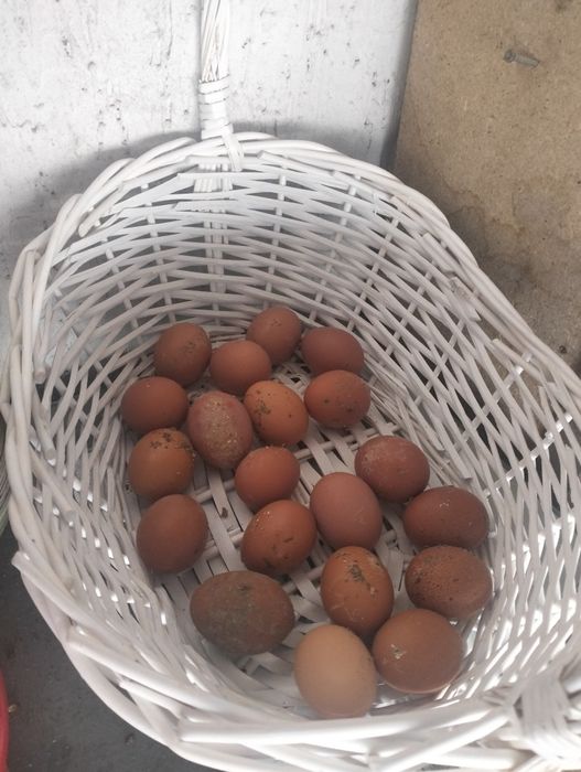 Инкубационные яйца ломан браун