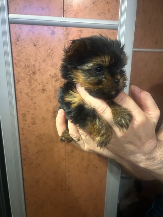 Мини бебе -йорки