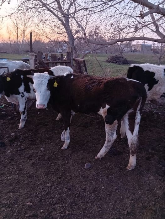 Продам годовалых тёлочек.