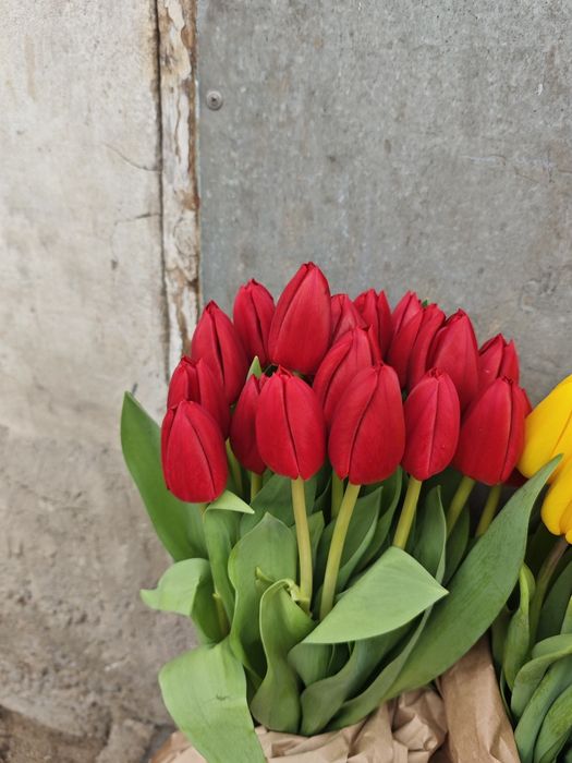 Тюльпаны оптом высшего качества