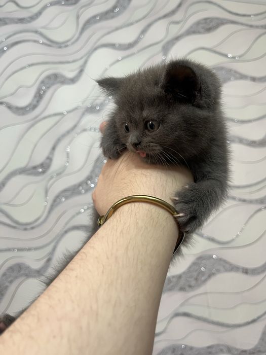 Сотилади Фергана 50