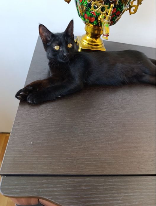 Дуся в поиске семьи! Ташкент!