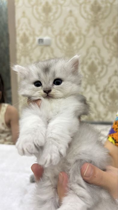 Scottish Fold zotli