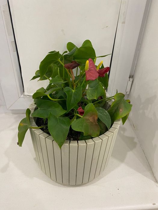 Комнатные цветы.