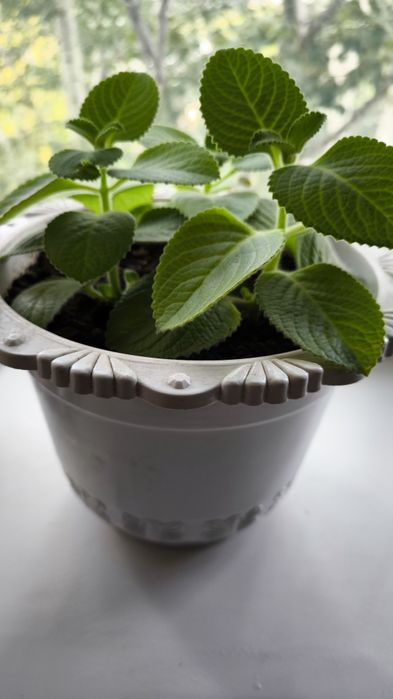 Мята комнатная , Плектрантус