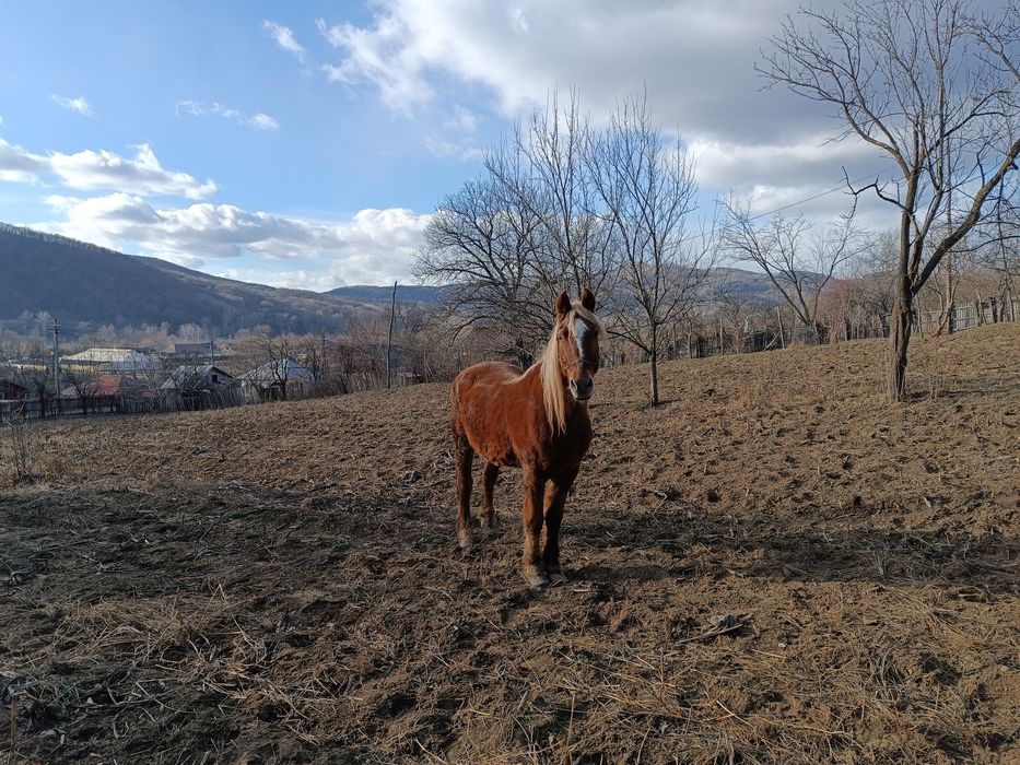 Cal și iapă,  de vânzare