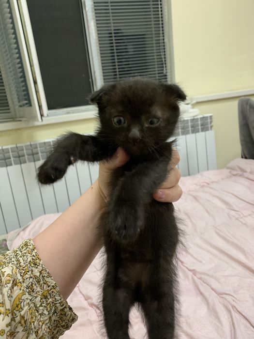 Вислоухие котята девочки