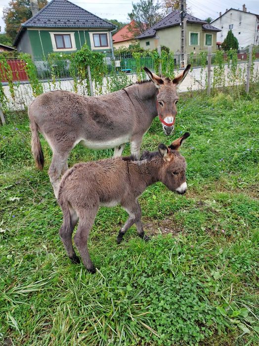 Lapte de magarita premium