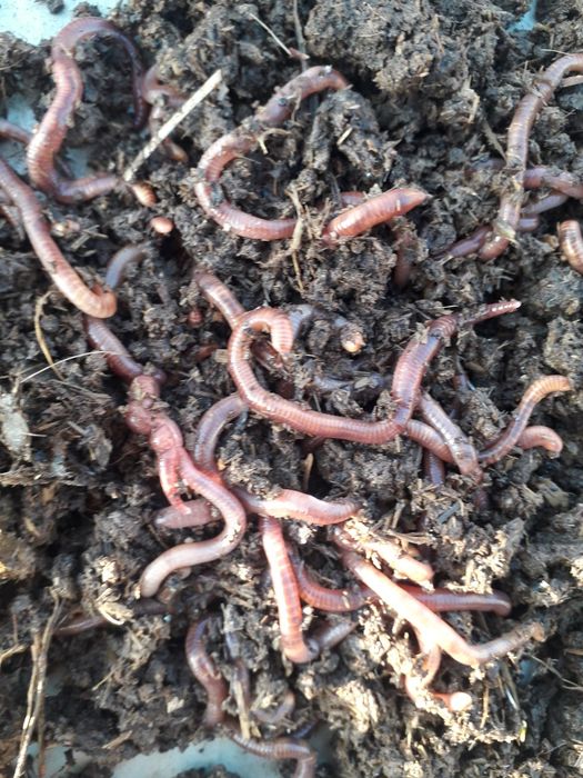 Сифатли биогомус  ва калифорная чувалчанглари  сотилади