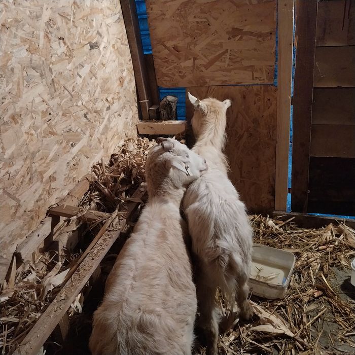 Vand sau schimb 2 capre gestante pe o oaie gestanta