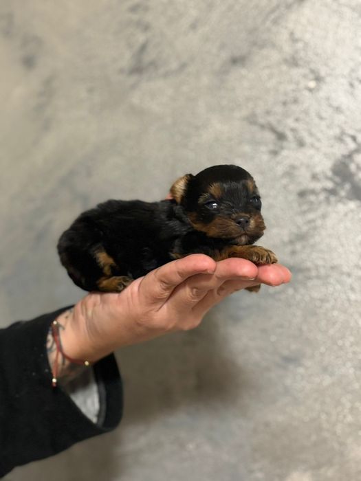 Yorkshire terrier mini